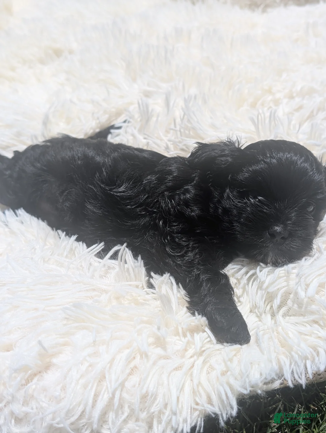 Mixed Breed dogs for sale: Mixed Breed 5 - Ad 1