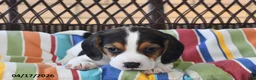 Beagle dogs for sale: Lily - Ad 2