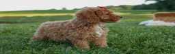 Miniature Poodle dogs for sale: Tyson 💙✨ - Ad 19