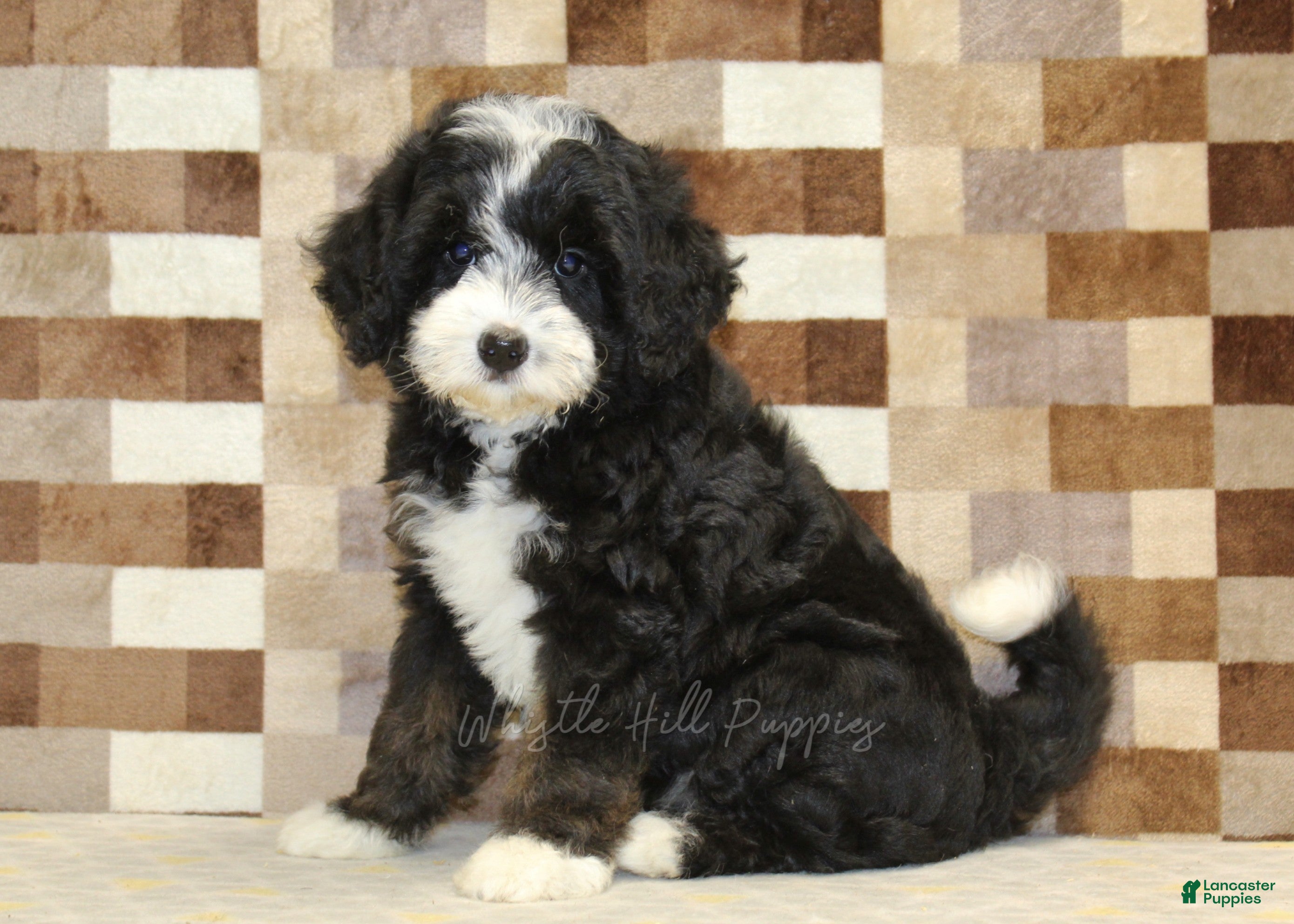 Mini Bernedoodle dogs Cupcake - Ad 1