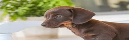 Dachshund dogs for sale: Americano - Ad 4