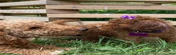 Miniature Poodle dogs for sale: Mocha - Ad 6