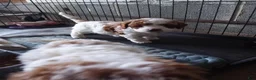 Cavapoo dogs for sale: Cavapoo 1 - Ad 7