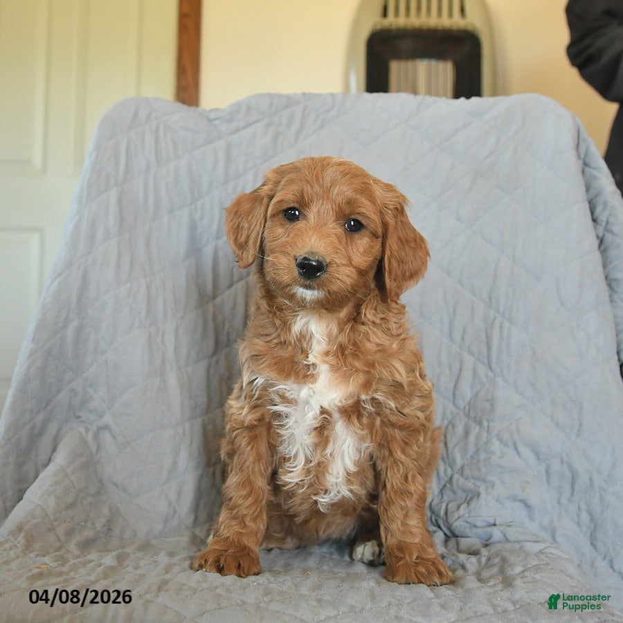 Mini Goldendoodle dogs for sale: Kisses  - Ad 3