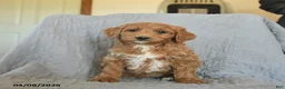 Mini Goldendoodle dogs for sale: Kisses  - Ad 1