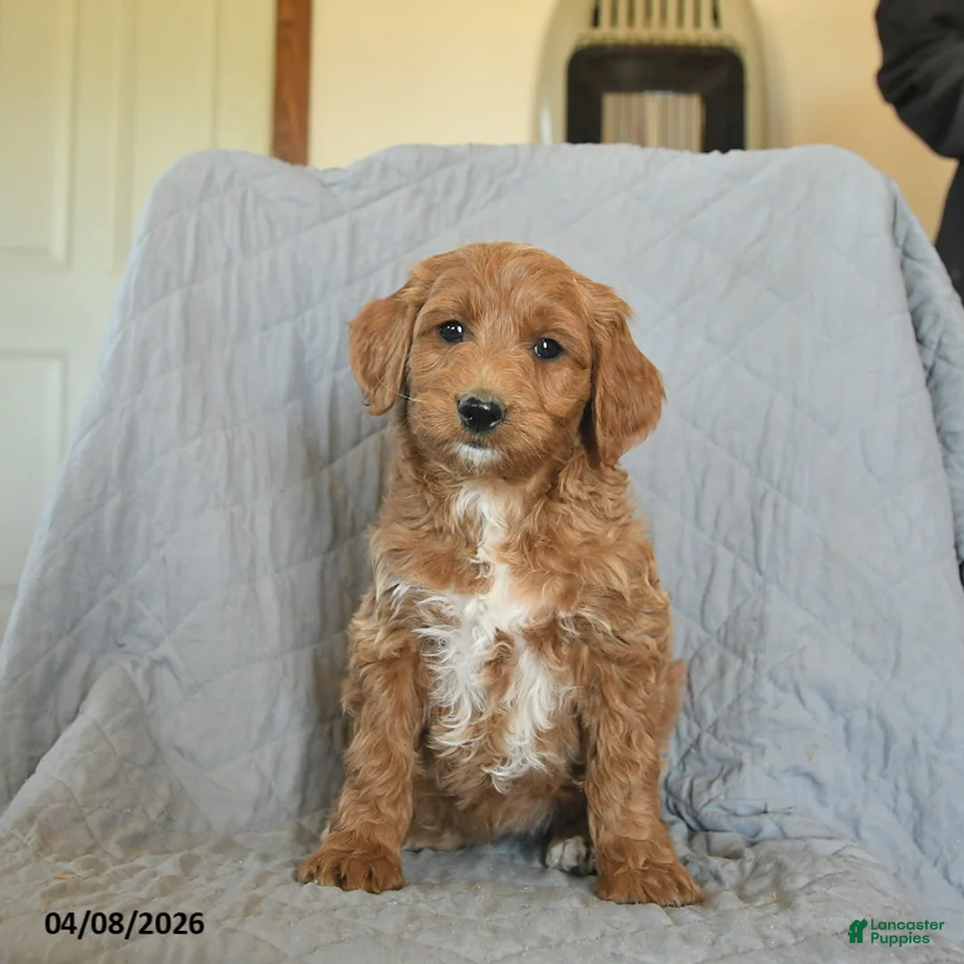 Mini Goldendoodle dogs for sale: Kisses  - Ad 1
