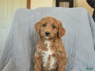 Mini Goldendoodle dogs for sale: Kisses - Ad 3