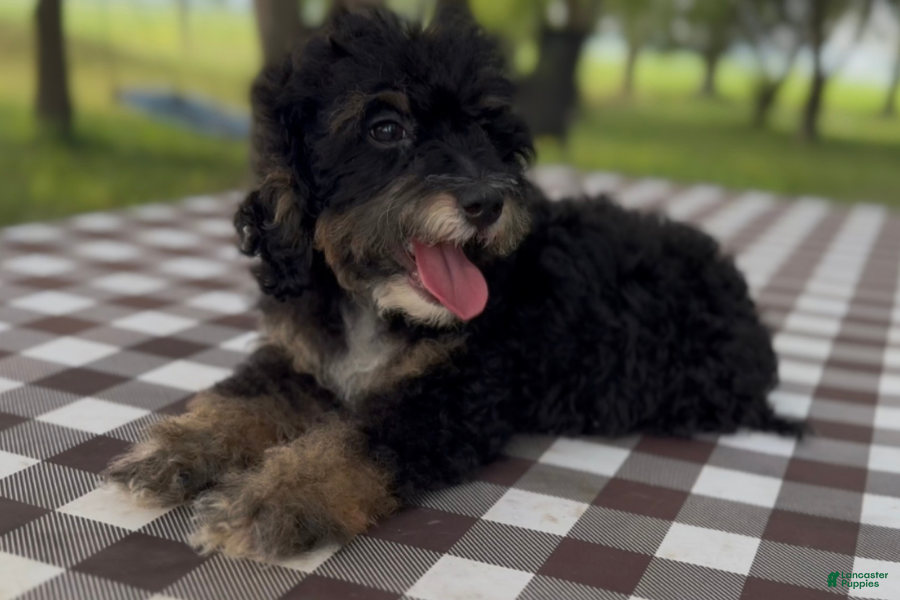 Mini Bernedoodle dogs Bacon - Ad 42
