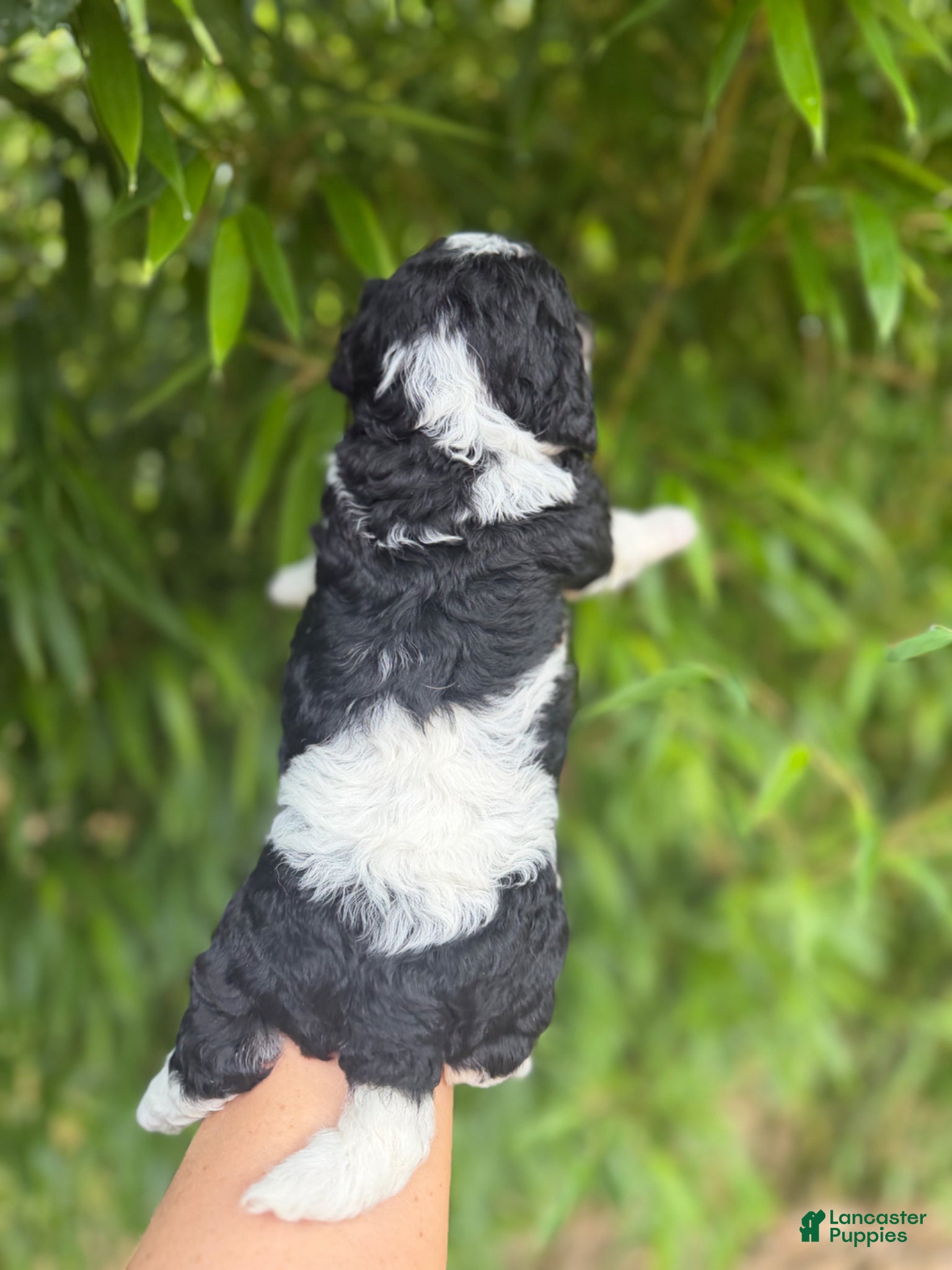Cavachon dogs for sale: Cavachon Puppy 1 - Ad 2