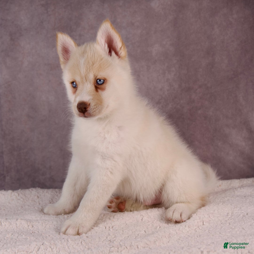 Pomsky dogs for sale: AJay - Ad 5