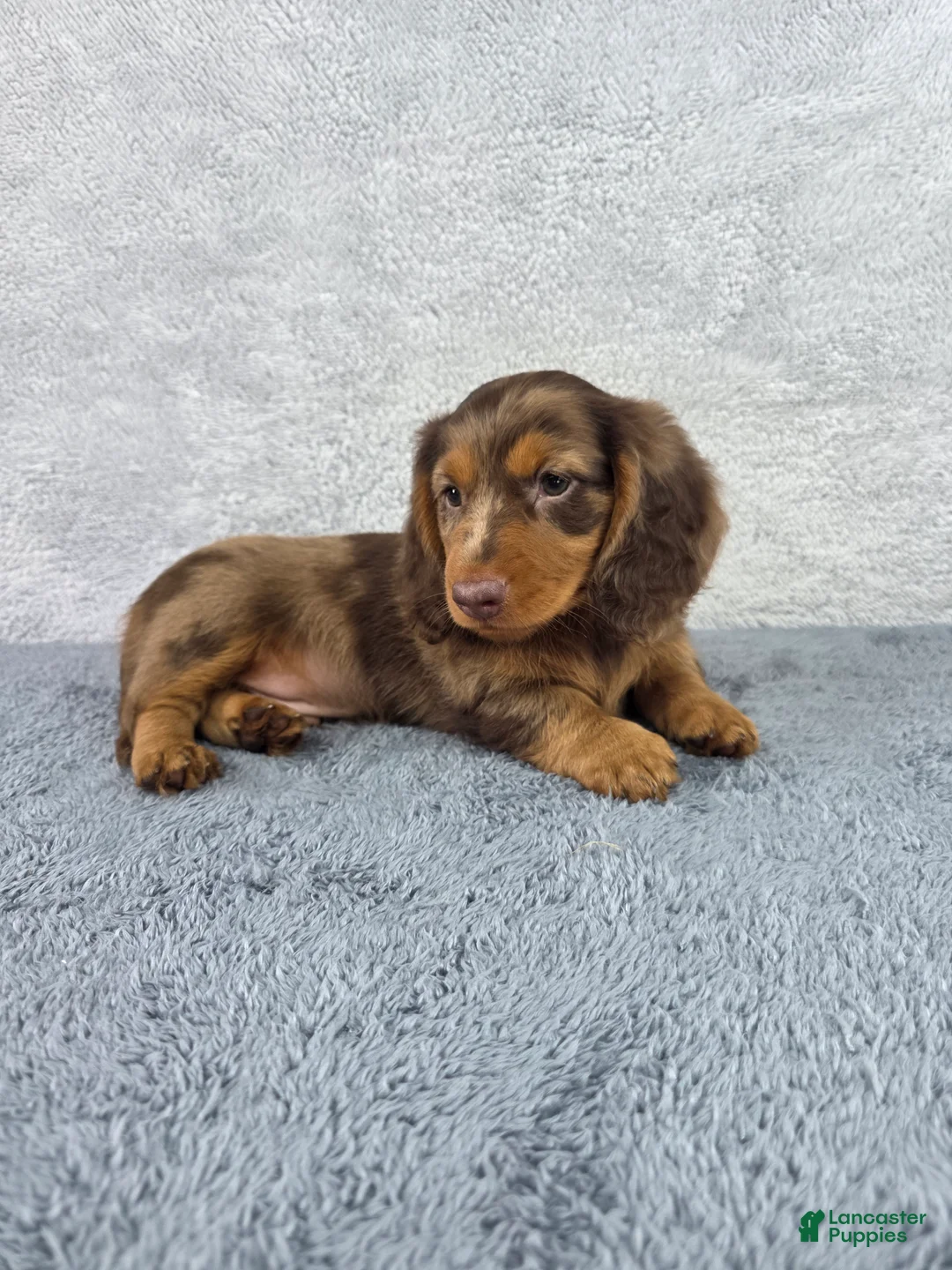 Miniature Dachshund dogs for sale: Dash - Ad 7