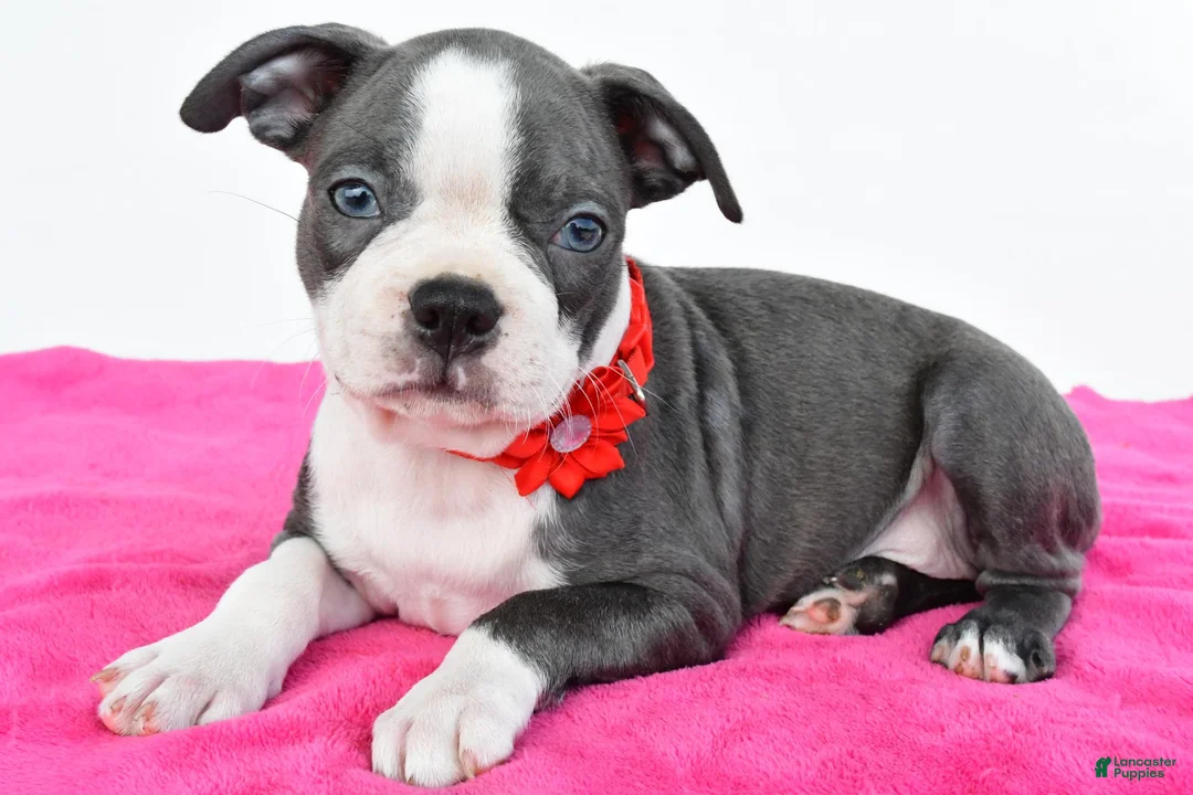 Boston Terrier dogs for sale: Sara - Ad 1
