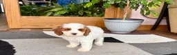 Cavapoo dogs for sale: Cavapoo male 1 - Ad 7