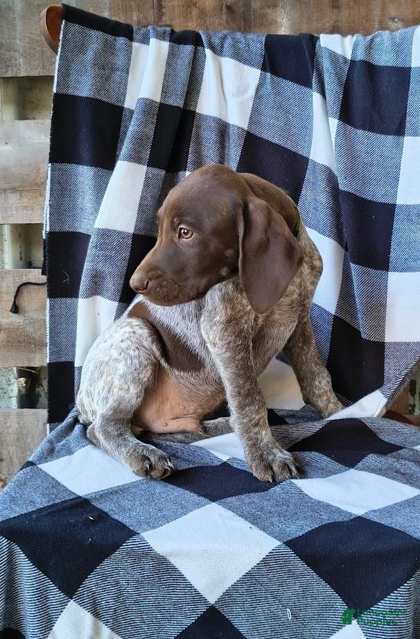 German Shorthaired Pointer dogs Jasper - Ad 1
