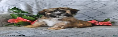 Alfie