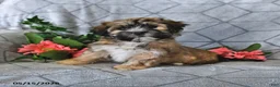 Teddy Bear dogs for sale: Alfie - Ad 1