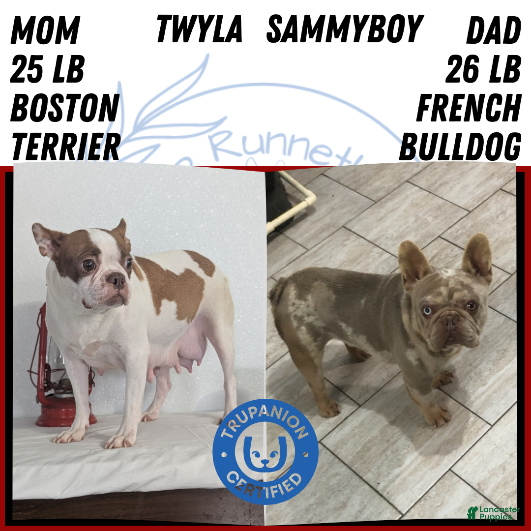Frenchton dogs for sale: Lyla  - Ad 14