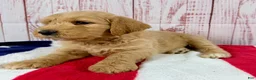 Goldendoodle dogs for sale: Teddy - Ad 2