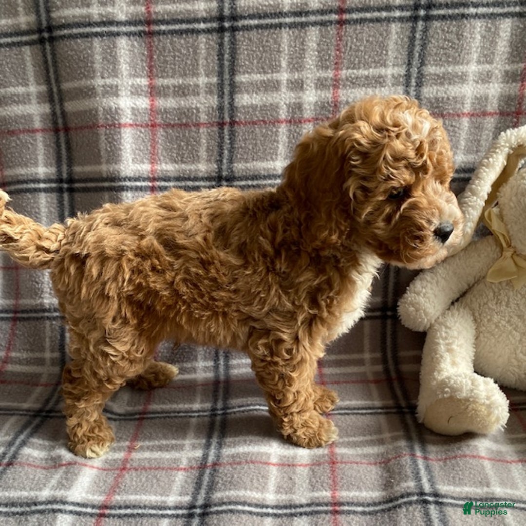 Miniature Poodle dogs for sale: Rocky - Ad 4