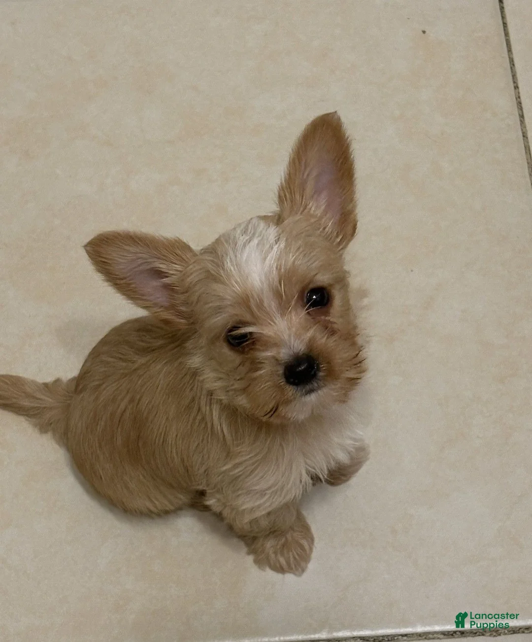 Yorkshire Terrier dogs for sale: Yorkshire Terrier 1 - Ad 4