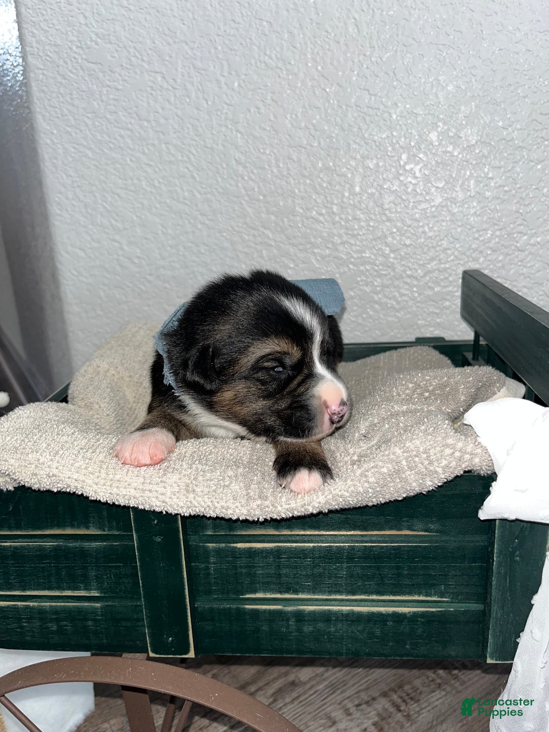 Mixed Breed dogs for sale: Oscar🩵 - Ad 2