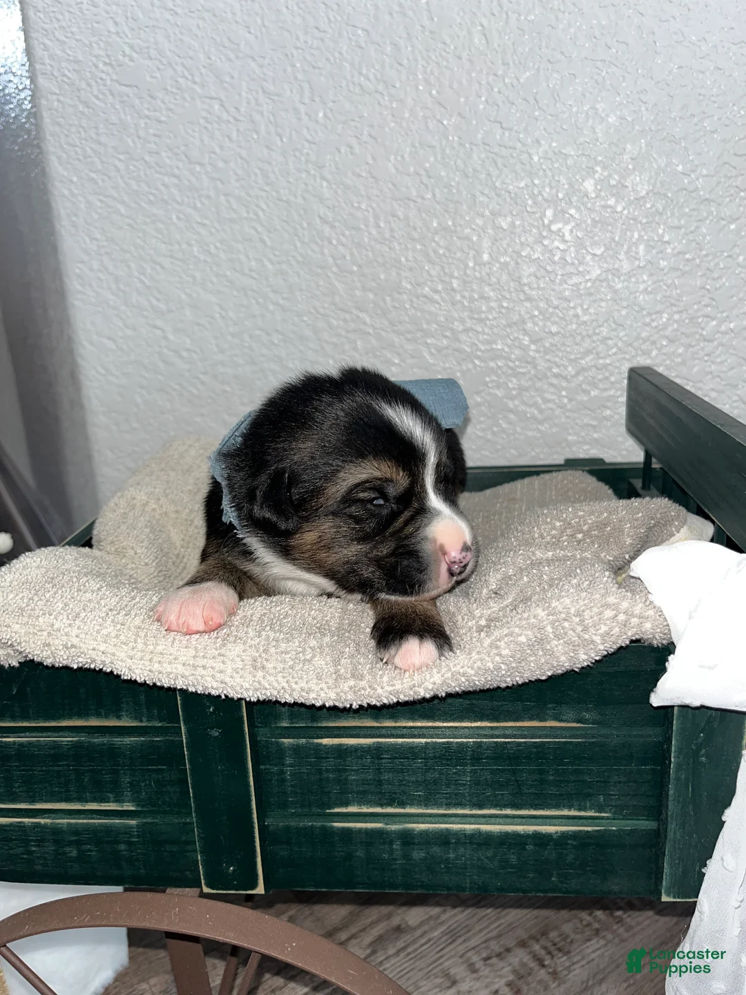 Mixed Breed dogs for sale: Oscar🩵 - Ad 3