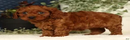 Cavapoo dogs for sale: Fifi - Ad 5