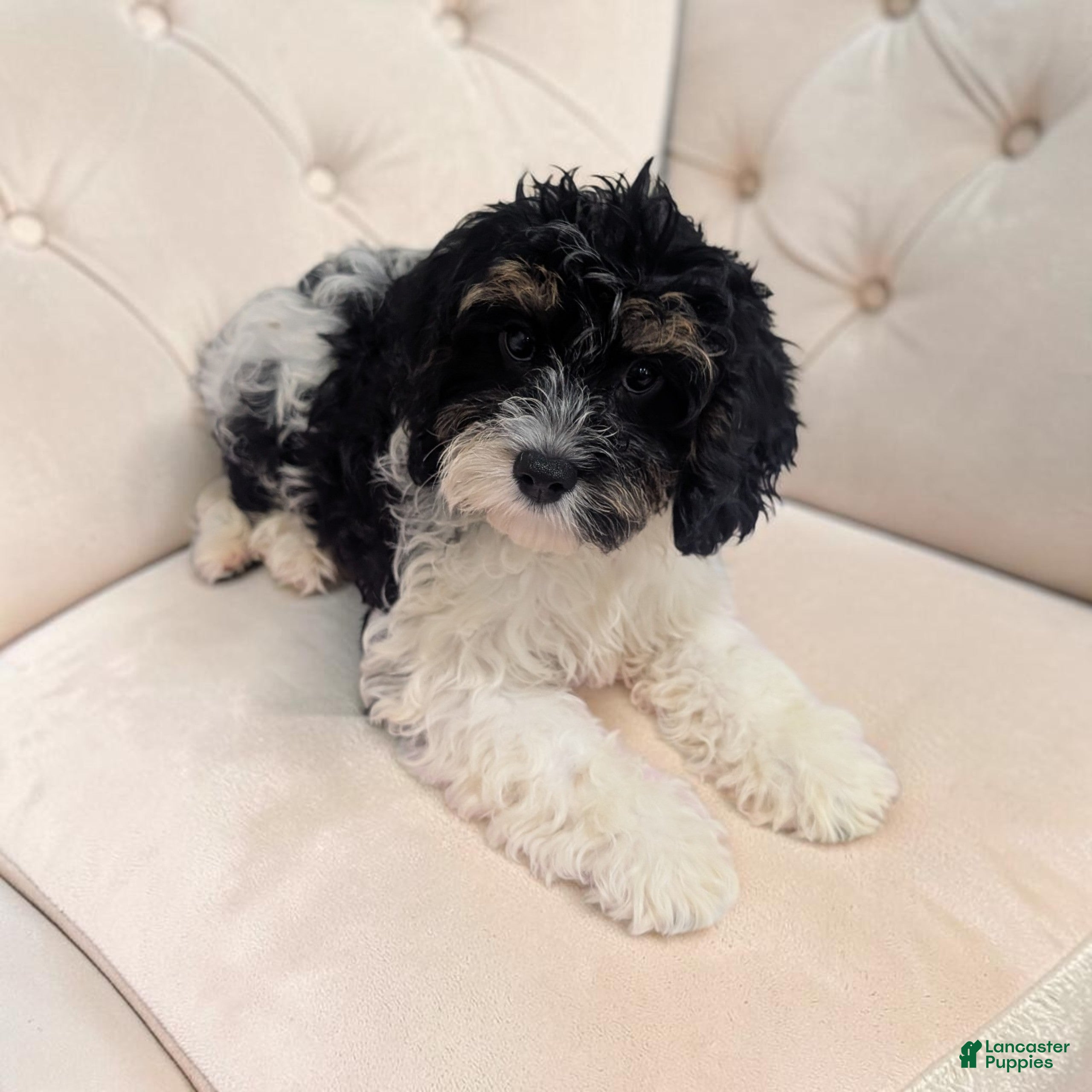 Cavapoo dogs Clover - Ad 2