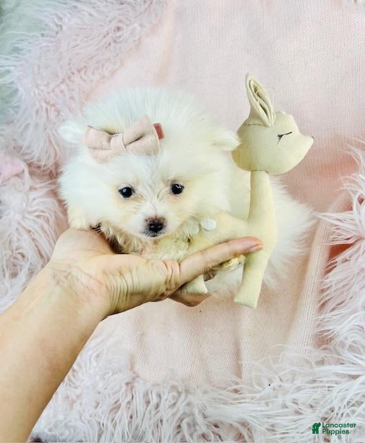 Pomeranian dogs Teacup Pomeranian Puppy  - Ad 18