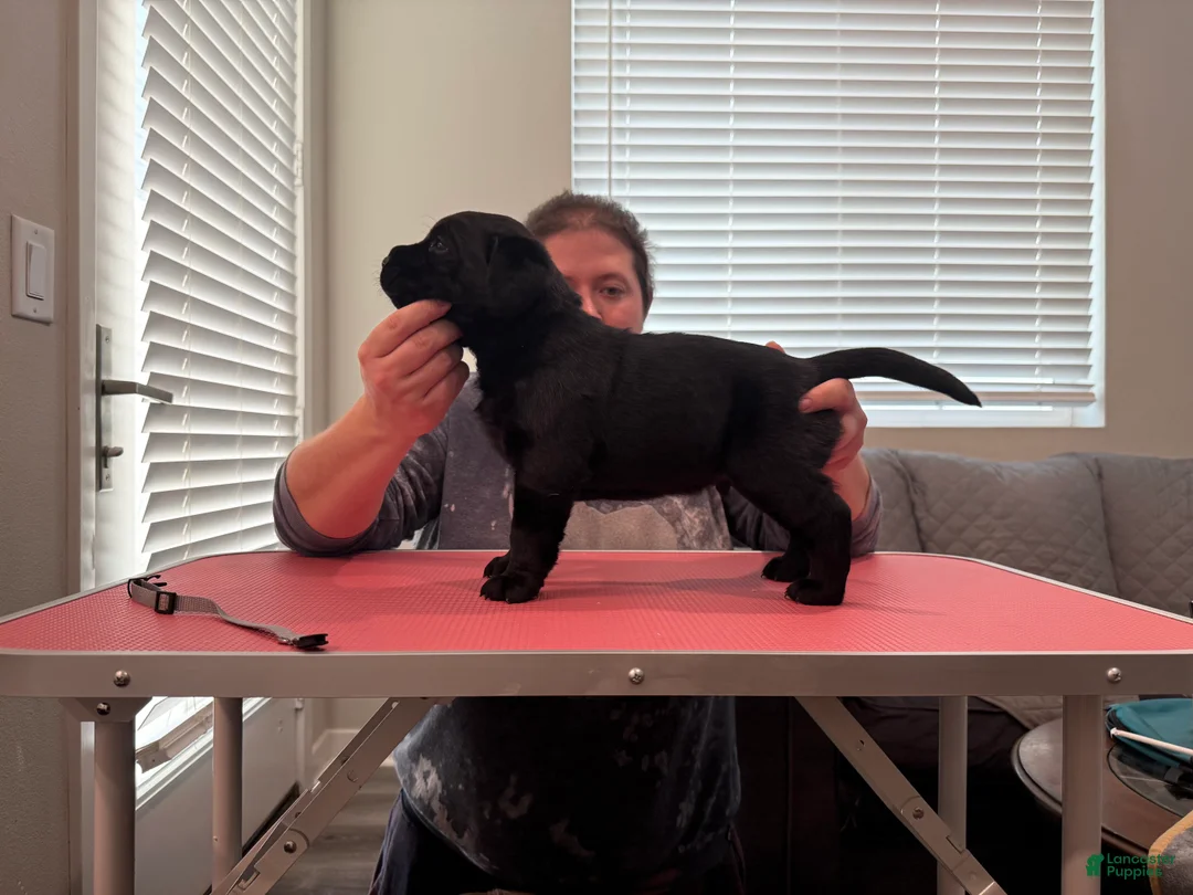 Labrador Retriever dogs for sale: Silver collar boy - Ad 2