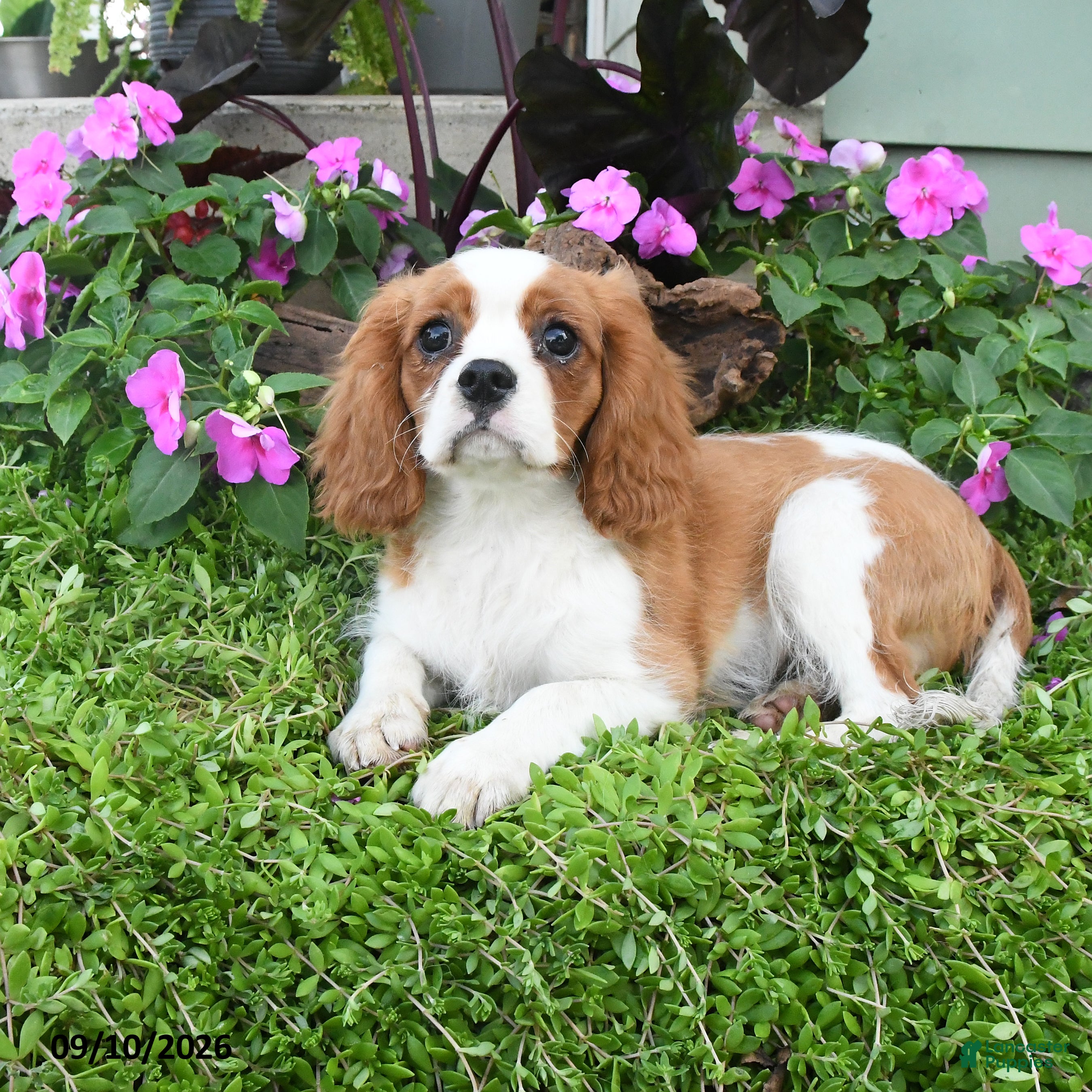 Cavalier King Charles Spaniel dogs Brentley - Ad 1