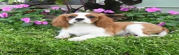 Cavalier King Charles Spaniel dogs for sale: Brentley - Ad 1
