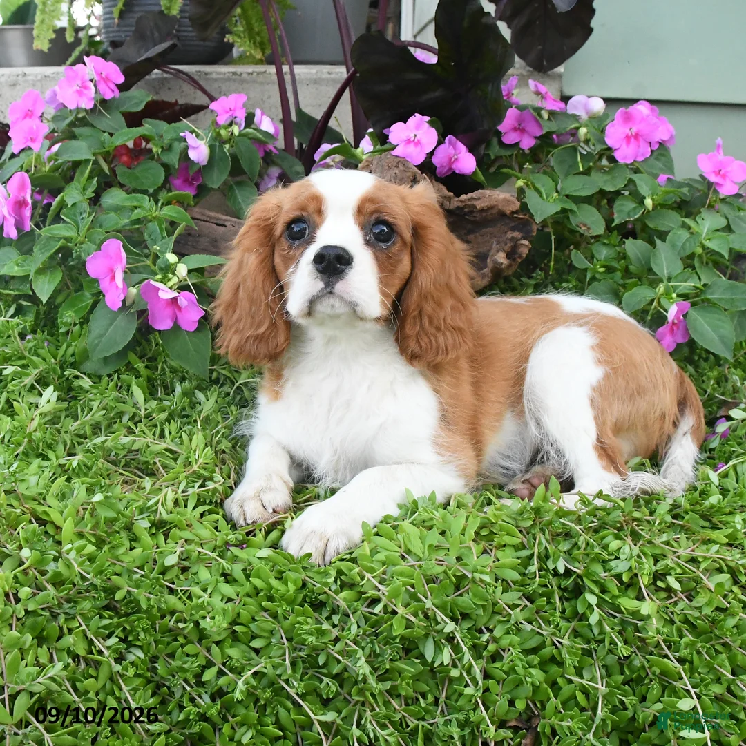 Cavalier King Charles Spaniel dogs for sale: Brentley - Ad 1