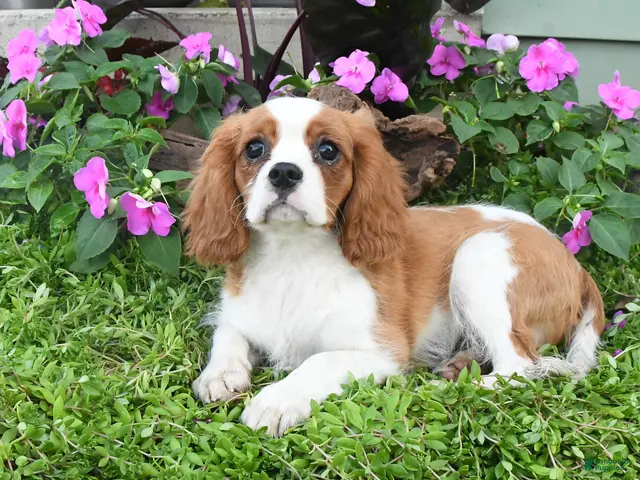 Cavalier King Charles Spaniel dogs for sale: Brentley - Ad 1