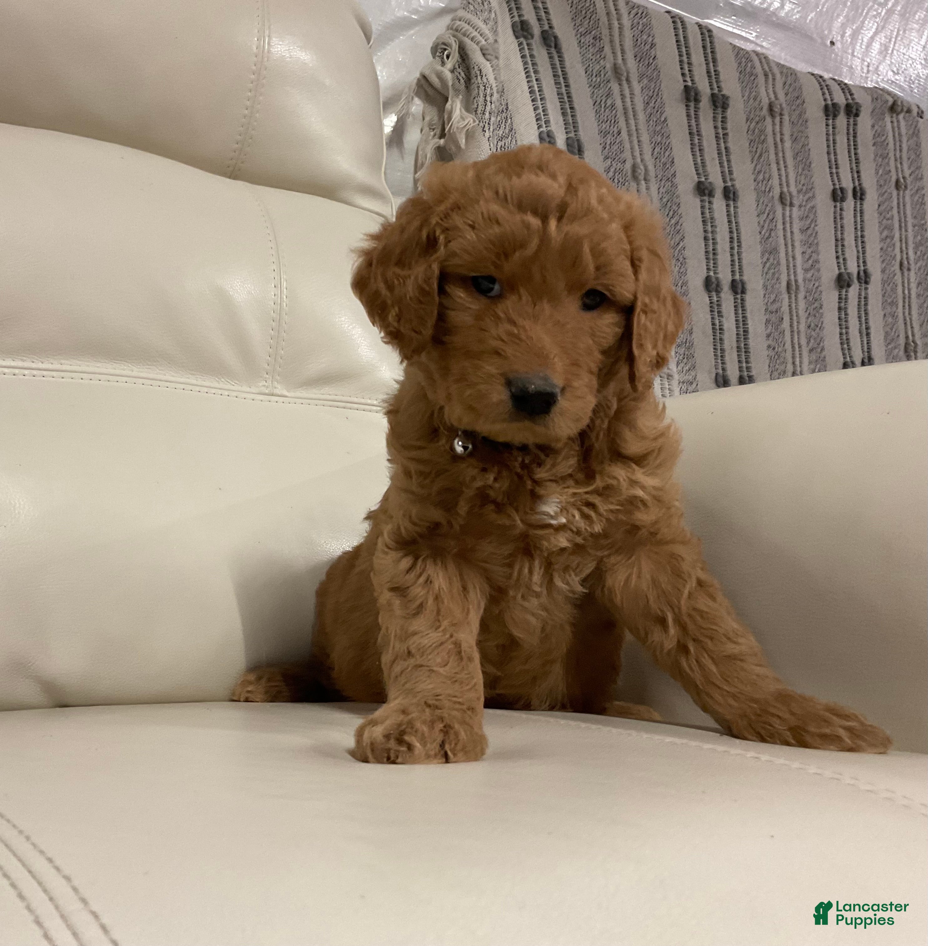 Goldendoodle dogs Cameo - Ad 33