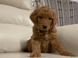 Goldendoodle dogs Cameo - Ad 33