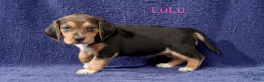 Beagle 4