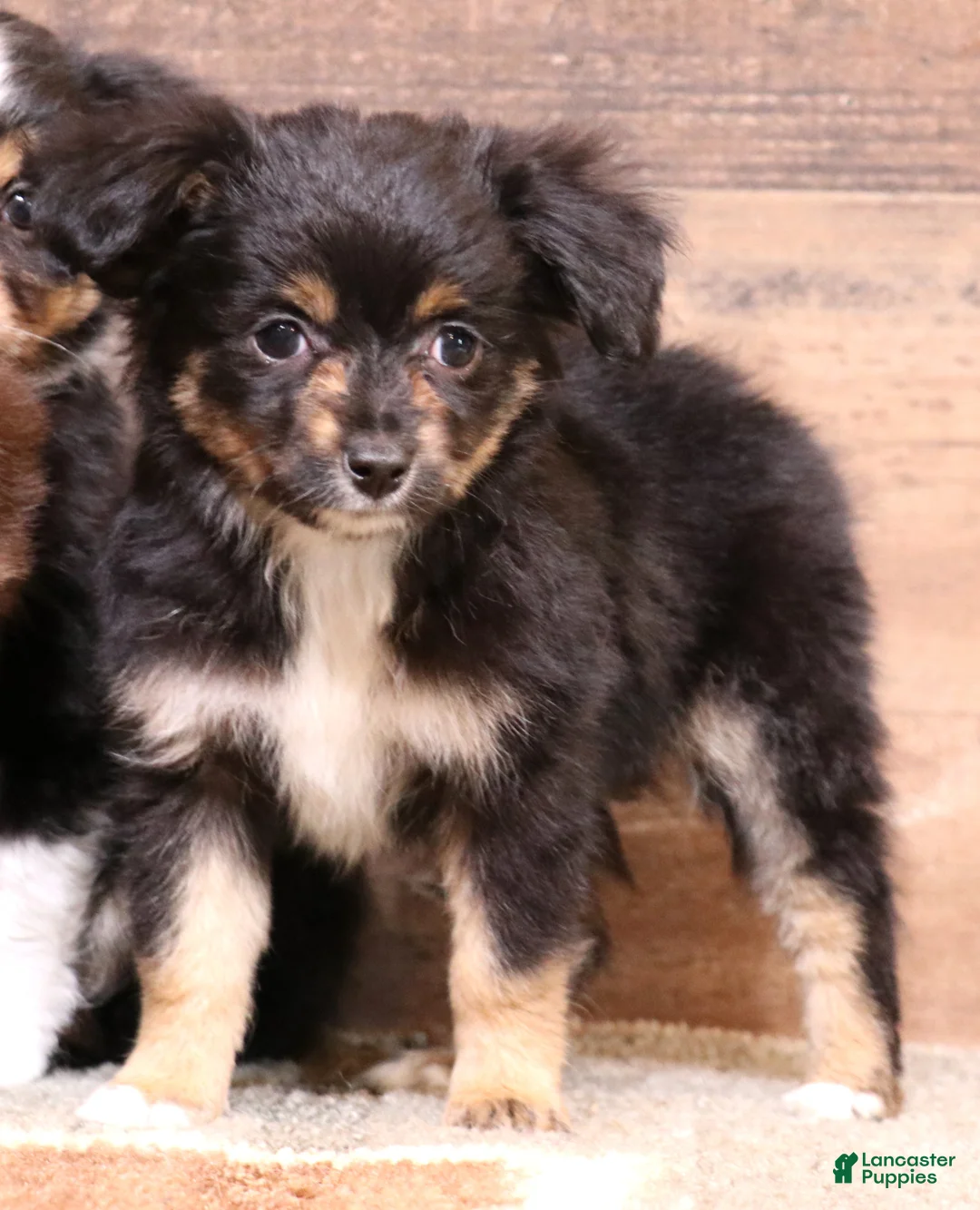 Toy Australian Shepherd dogs for sale: Dahlia smallest of the litter - Ad 1