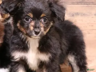 Toy Australian Shepherd dogs Dahlia smallest of the litter - Ad 2