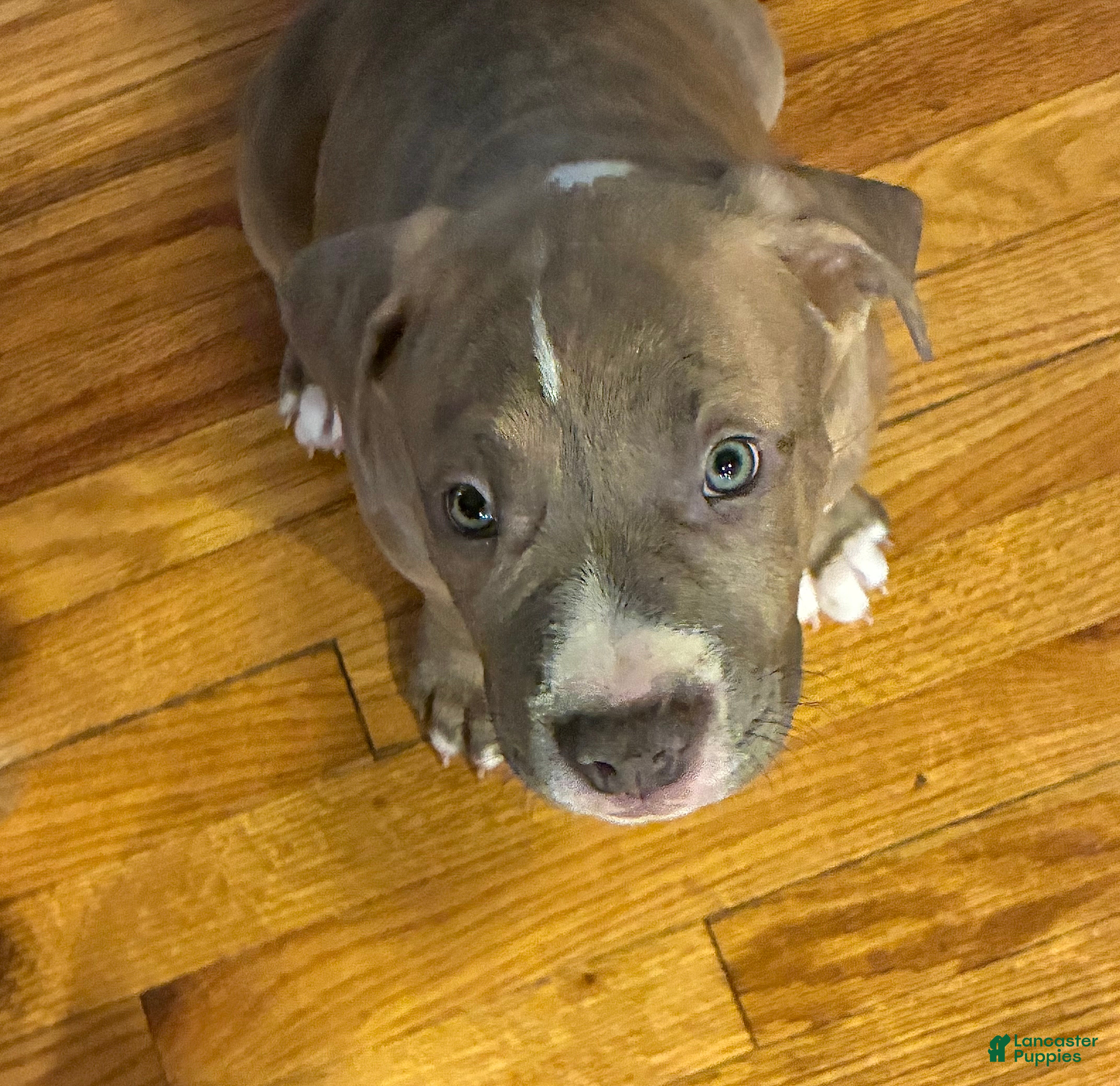 American Bully dogs Napoleon  - Ad 2