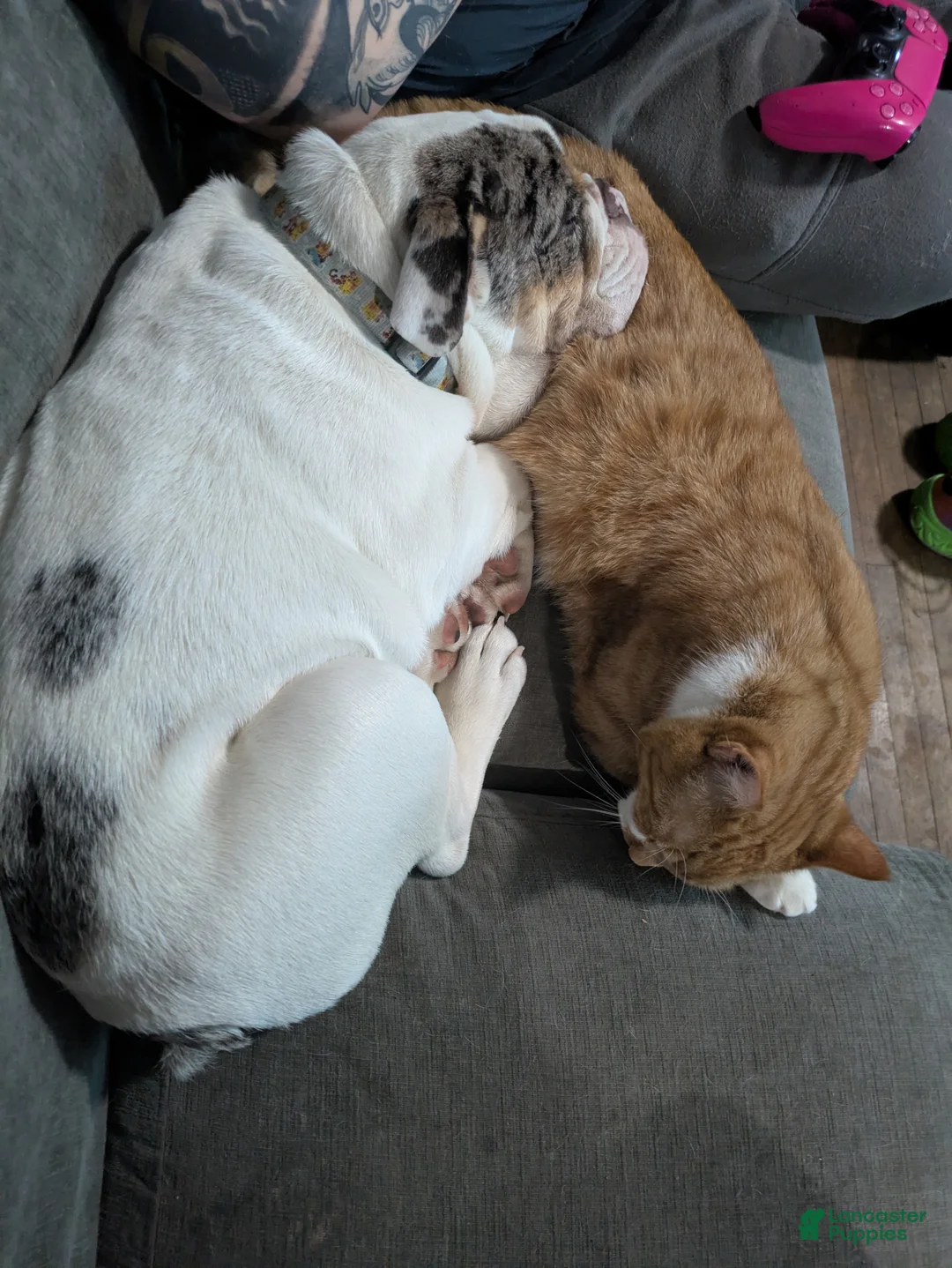 English Bulldog dogs for stud: Balloo - Ad 2