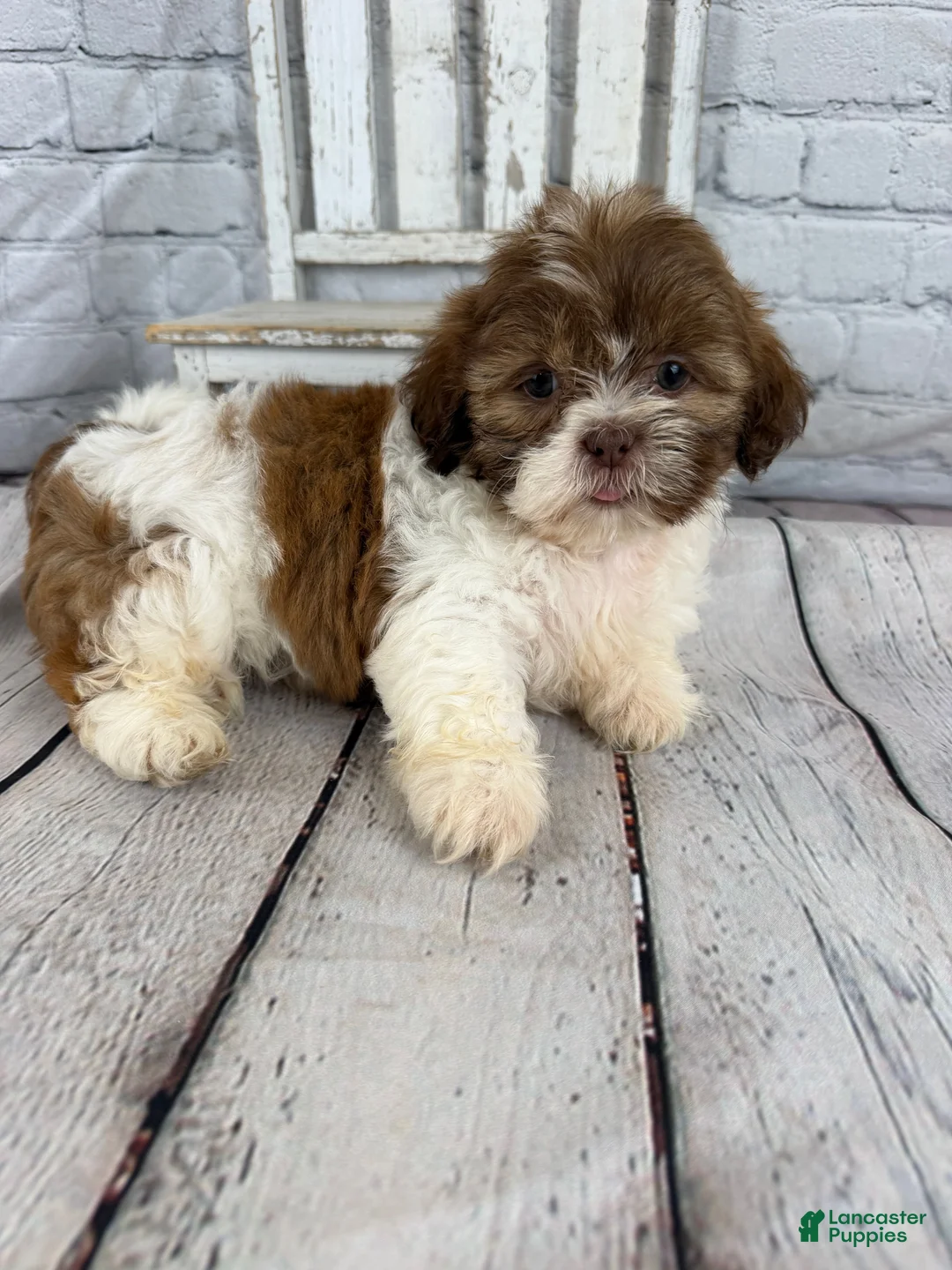Shih Tzu dogs for sale: Chip - Ad 12