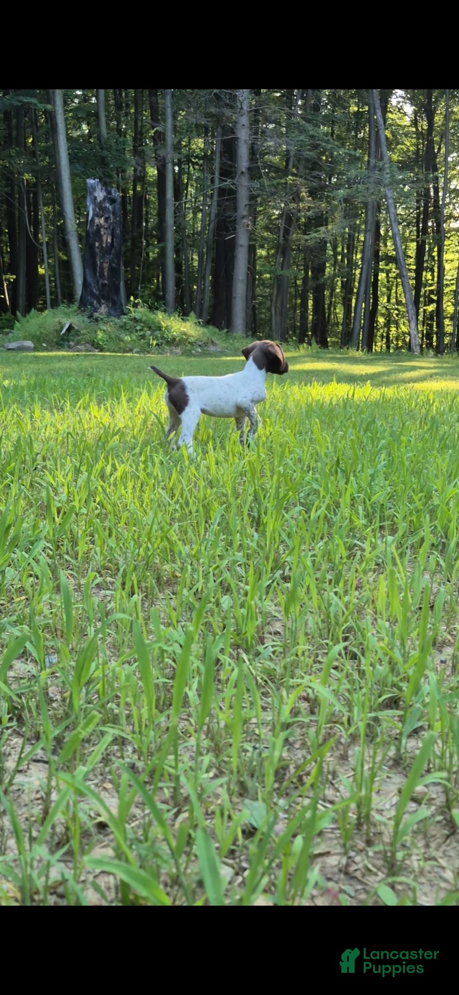 German Shorthaired Pointer dogs German Shorthaired Pointer 1 - Ad 1