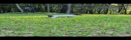 German Shorthaired Pointer dogs for sale: German Shorthaired Pointer 1 - Ad 1