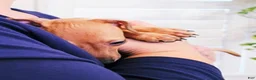Italian Greyhound dogs for sale: Sebastian - Ad 13