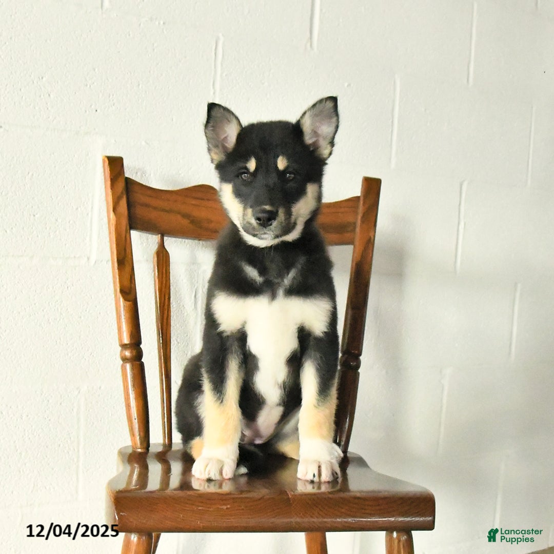 Mixed Breed dogs for sale: Oakley - Ad 3