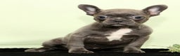 Frenchton dogs for sale: Hope - Ad 1