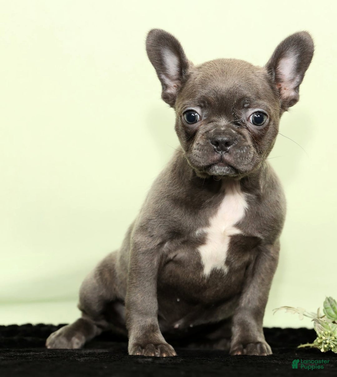 Frenchton dogs for sale: Hope - Ad 1