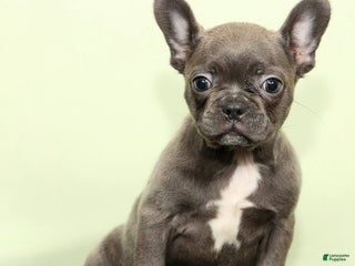 Frenchton dogs Hope - Ad 34