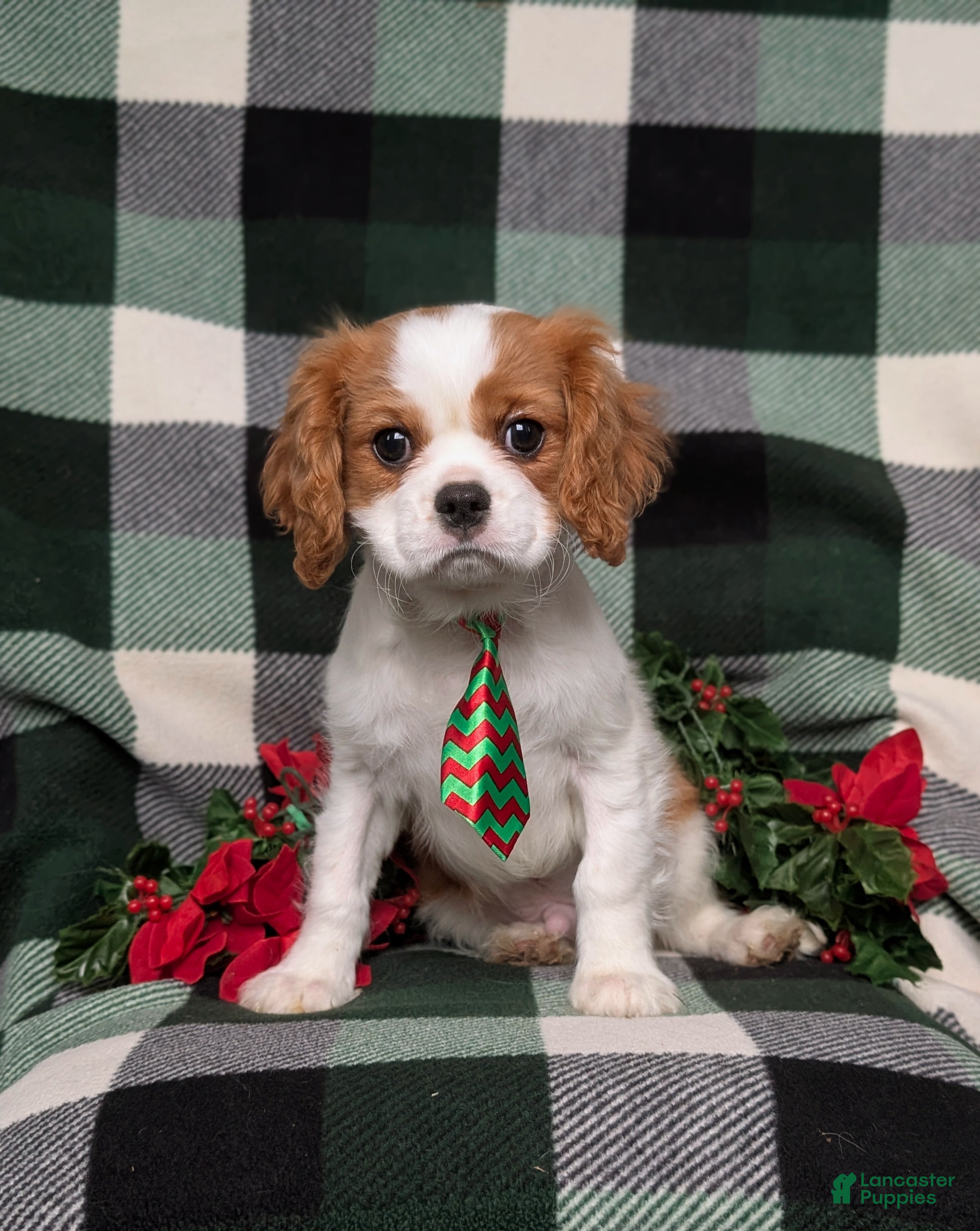 Cavalier King Charles Spaniel dogs Watkins - Ad 2